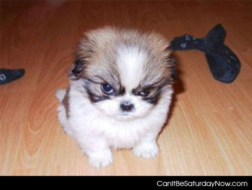 Mad dog - one cute mad tiny dog